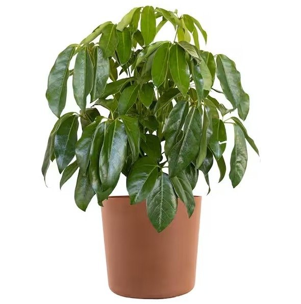 A young native Australian Umbrella Tree in a large terracotta floor pot, positioned next to a mid-century modern armchair.