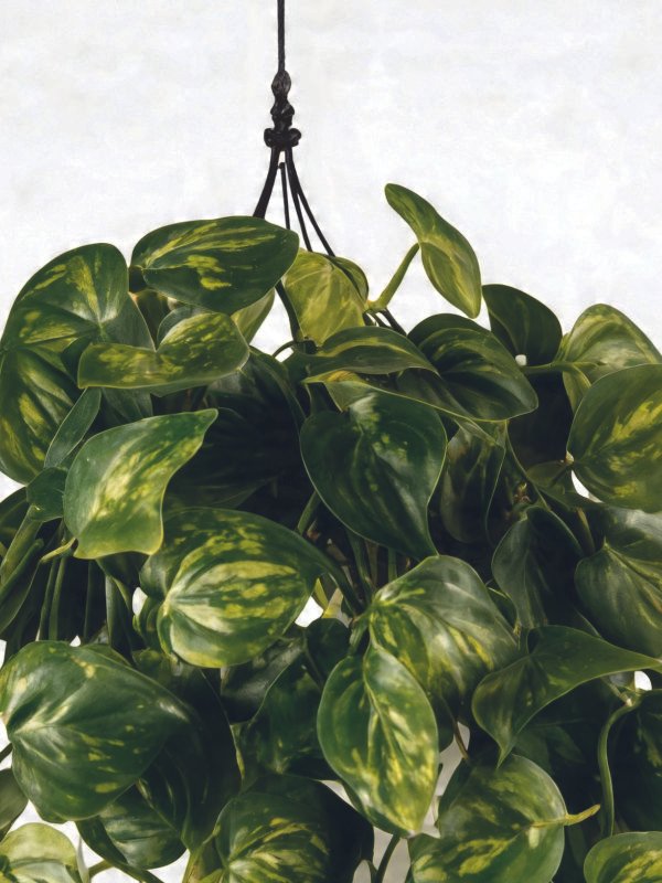  Cascading Pothos (Devils Ivy) vines draping elegantly from a high wooden shelf in a modern Australian home.