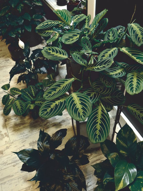 A variety of lush tropical plants arranged in a bright Townsville living room, positioned away from direct window glare to prevent heat scorch.