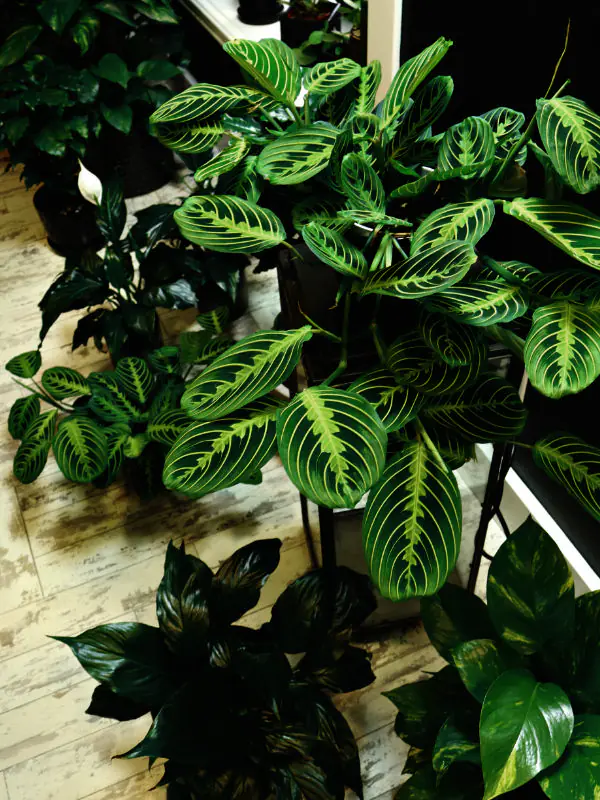 A variety of lush tropical plants arranged in a bright Townsville living room, positioned away from direct window glare to prevent heat scorch.