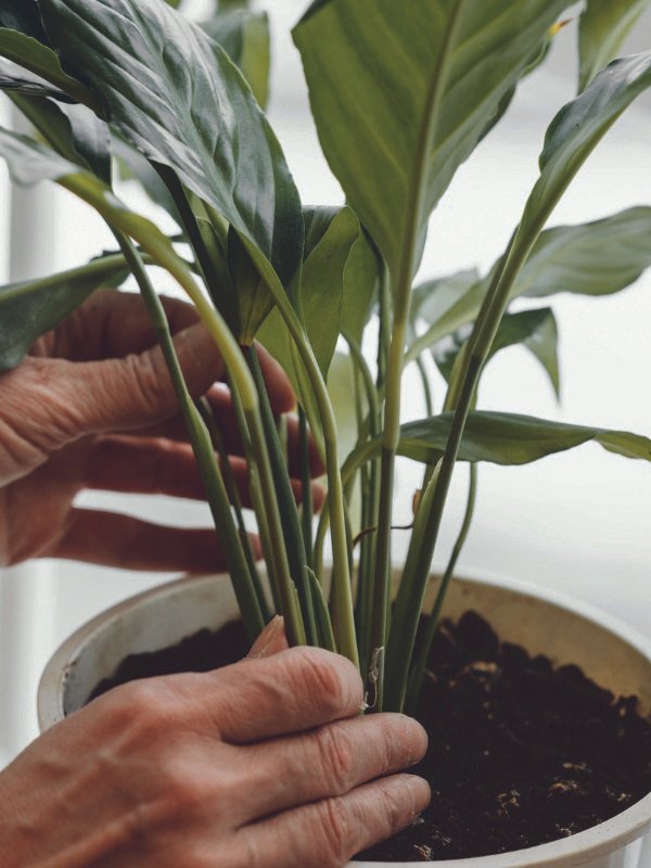 A close-up of a hand checking the soil moisture of a potted plant in a high-humidity Townsville home environment.