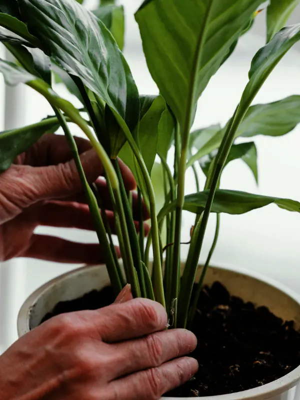 A close-up of a hand checking the soil moisture of a potted plant in a high-humidity Townsville home environment.