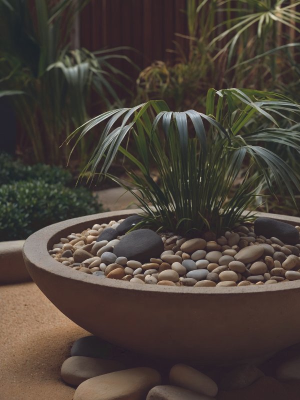 A grouping of tropical indoor plants on a pebble tray to maintain humidity in an air-conditioned Townsville office.