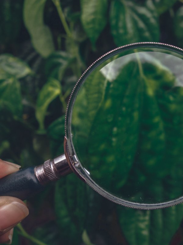 A detailed view of a plant leaf being inspected for pests with a magnifying glass in a tropical NQ setting.