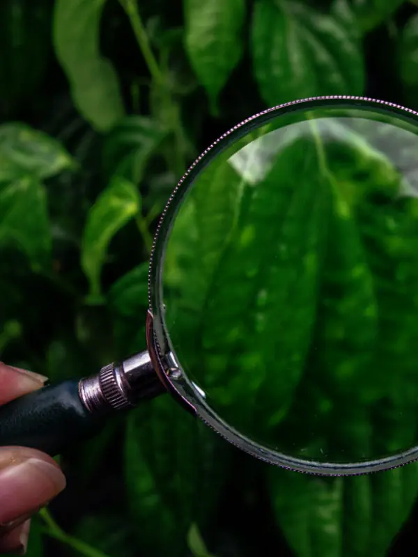 A detailed view of a plant leaf being inspected for pests with a magnifying glass in a tropical NQ setting.