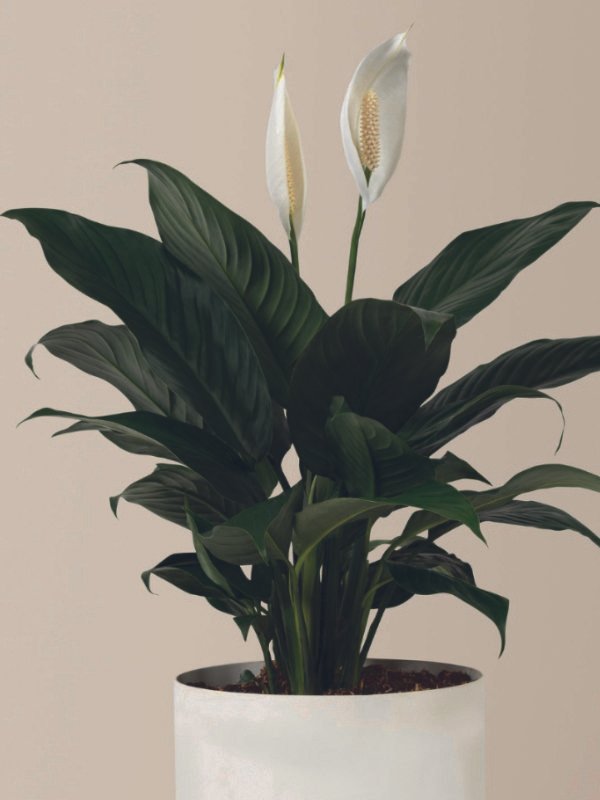 A lush Spathiphyllum (Peace Lily) in a minimalist white pot, helping to purify the air on a modern office desk in Townsville.