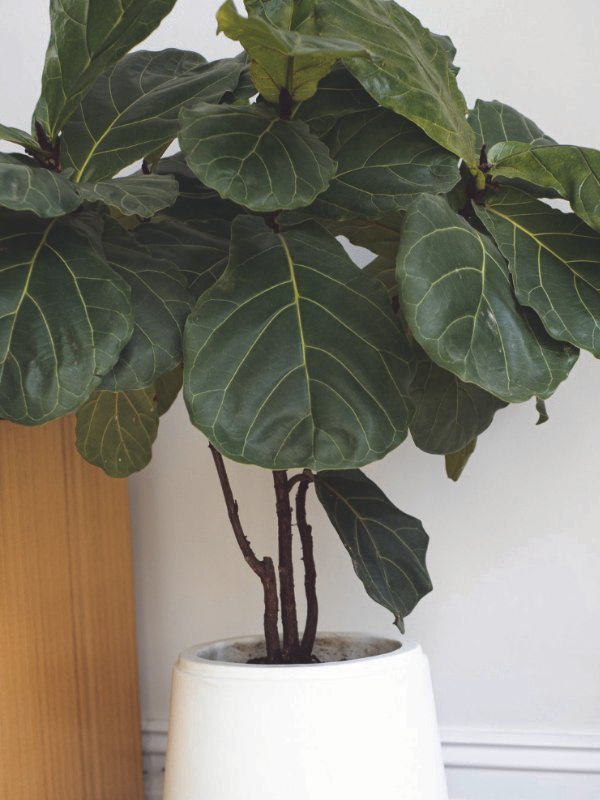 A bright, minimalist Townsville apartment living room featuring a single large Fiddle Leaf Fig in a white pot with clean lines and neutral decor.
