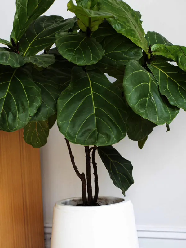 A bright, minimalist Townsville apartment living room featuring a single large Fiddle Leaf Fig in a white pot with clean lines and neutral decor.