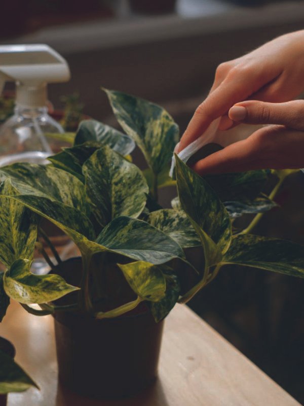 Professional plant maintenance Townsville, managed greenery NQ, expert plant care. A uniformed professional from Indoor Plants Townsville carefully pruning and cleaning the leaves of a large indoor plant in a corporate foyer.
