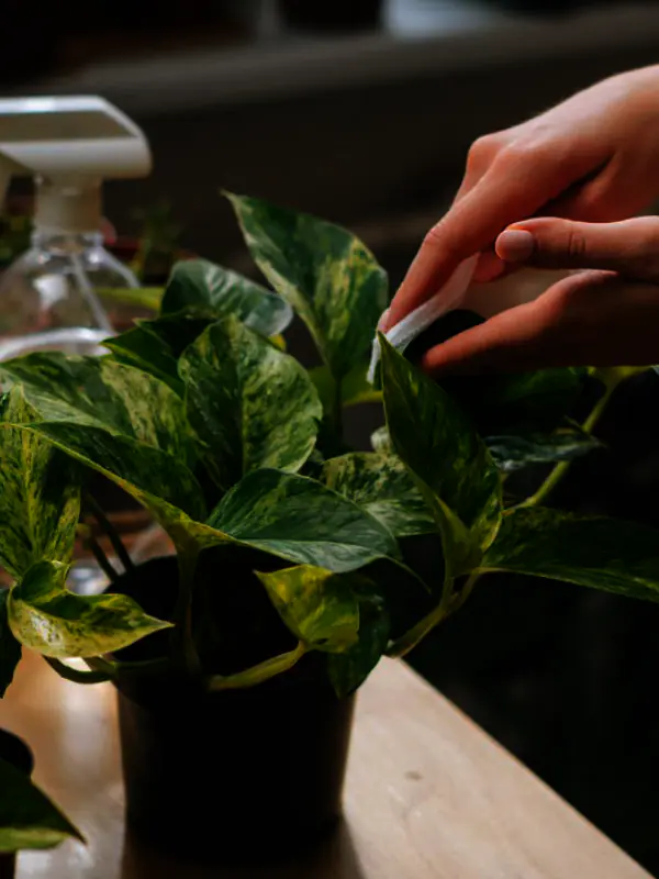 A uniformed professional from Indoor Plants Townsville carefully pruning and cleaning the leaves of a large indoor plant in a corporate foyer.