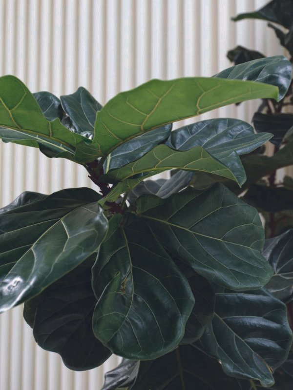  A large, professionally leased Fiddle Leaf Fig positioned in a sleek, sunlit corporate lobby in Townsville,