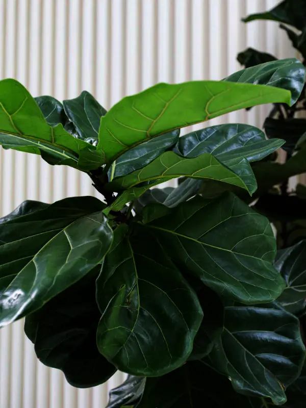 A large, professionally leased Fiddle Leaf Fig positioned in a sleek, sunlit corporate lobby in Townsville,