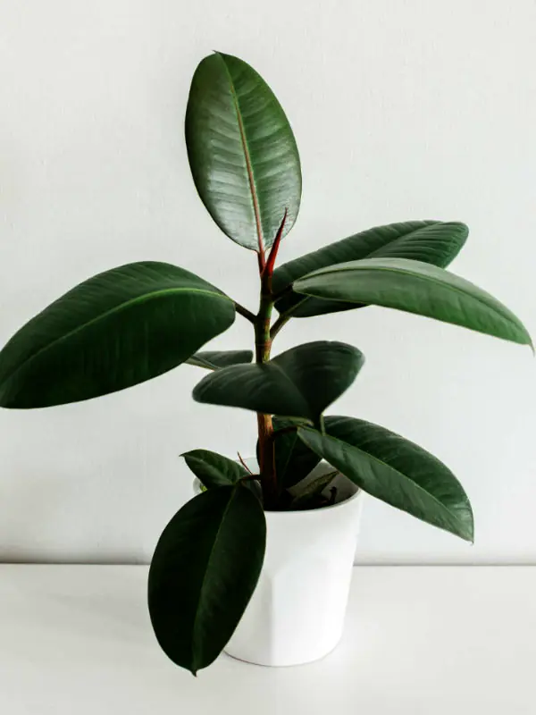 A professional plant technician from Indoor Plants Townsville inspecting the leaf health of a corporate plant installation in a North Queensland office.
