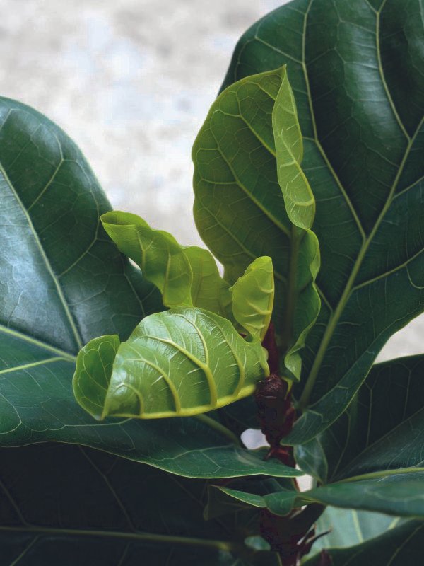 A close-up of a professional cleaning a large indoor plant leaf to remove dust and maintain its vibrant green appearance in a Townsville CBD office.