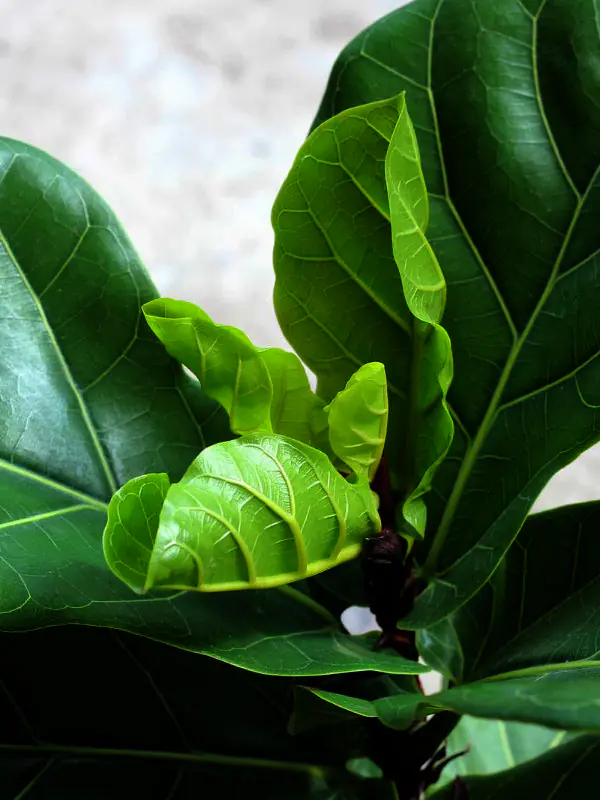 A close-up of a professional cleaning a large indoor plant leaf to remove dust and maintain its vibrant green appearance in a Townsville CBD office.