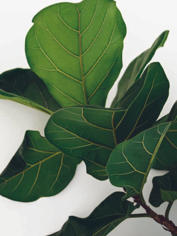 A bright Townsville living room staged for sale featuring a large Fiddle Leaf Fig in a white ceramic pot to enhance the clean, modern aesthetic.