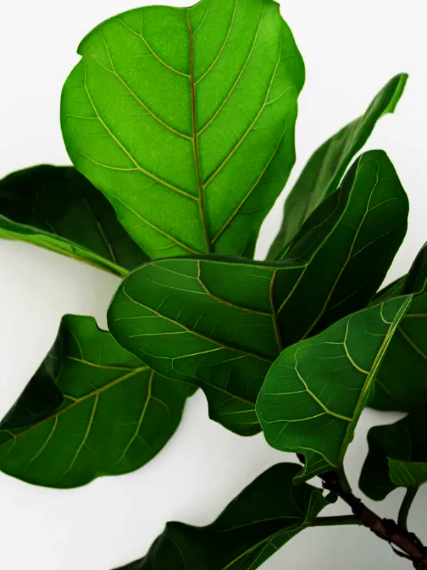 A bright Townsville living room staged for sale featuring a large Fiddle Leaf Fig in a white ceramic pot to enhance the clean, modern aesthetic.