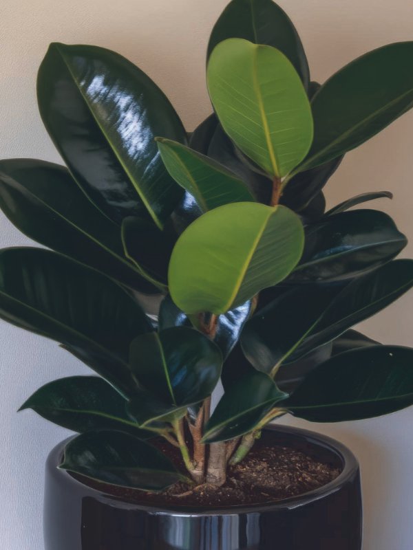 An entryway of a Townsville home styled with a cluster of tropical plants in neutral-toned pots to create a welcoming first impression for potential buyers.