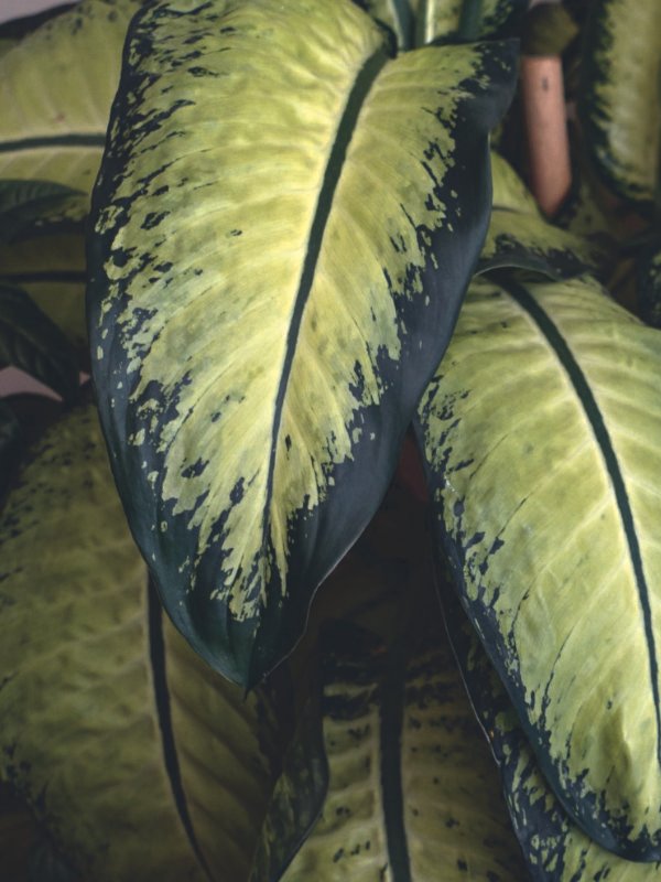 An entryway of a Townsville home styled with a cluster of tropical plants in neutral-toned pots to create a welcoming first impression for potential buyers.