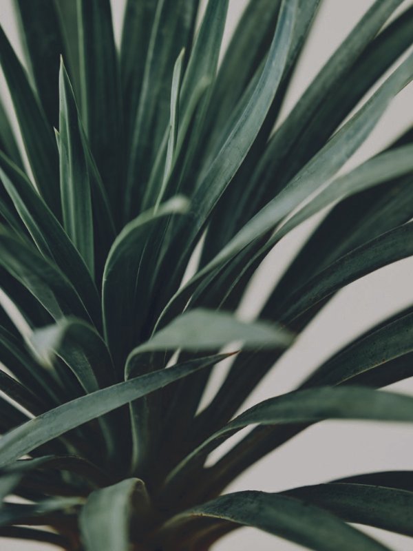 Pop-up shop greenery, Townsville retail styling, temporary plant hire. A stylish pop-up shop in the Townsville CBD featuring minimalist plant decor and lush greenery to attract customers.