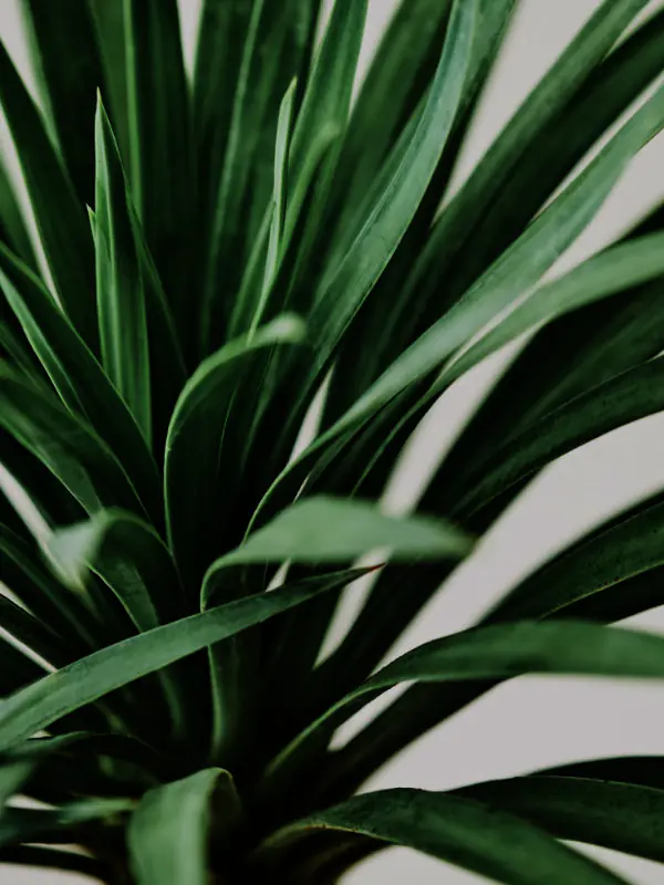 A stylish pop-up shop in the Townsville CBD featuring minimalist plant decor and lush greenery to attract customers.