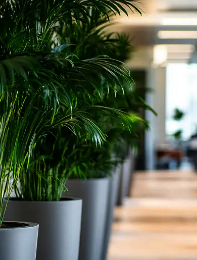 indoor plants 002