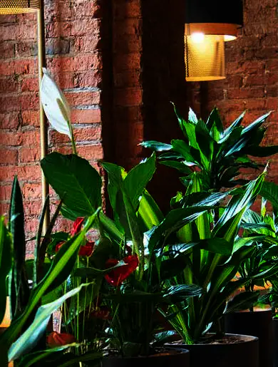 indoor plants 003