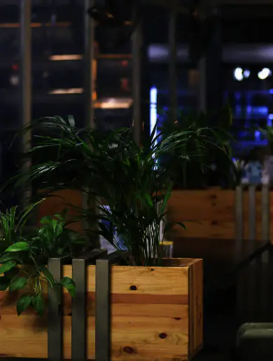 indoor plants 004
