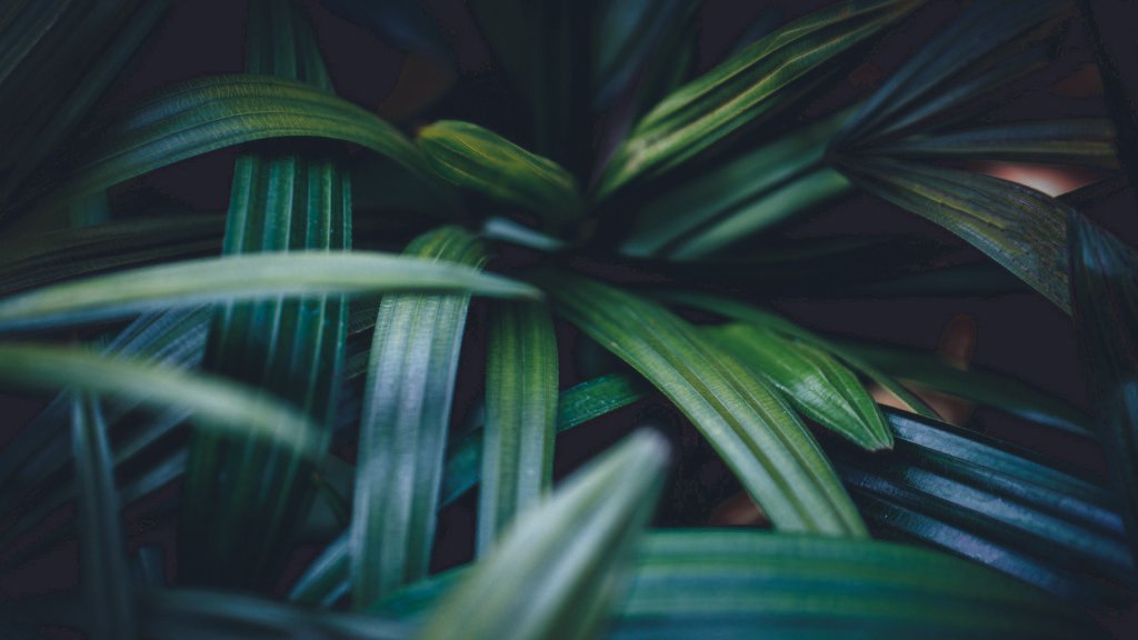 managed indoor plant hire 01