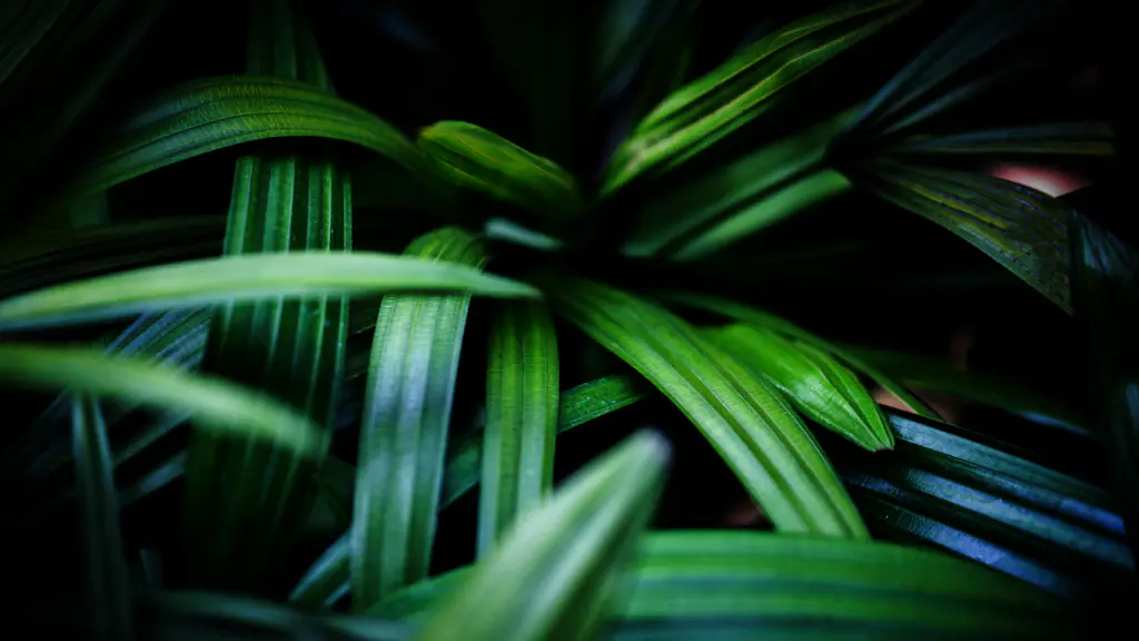 managed indoor plant hire 01